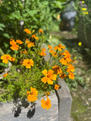MARIGOLD - Gem Mix